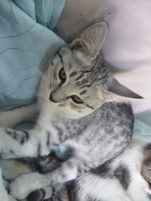 Котята. Все девочки. Ко всему приученные
