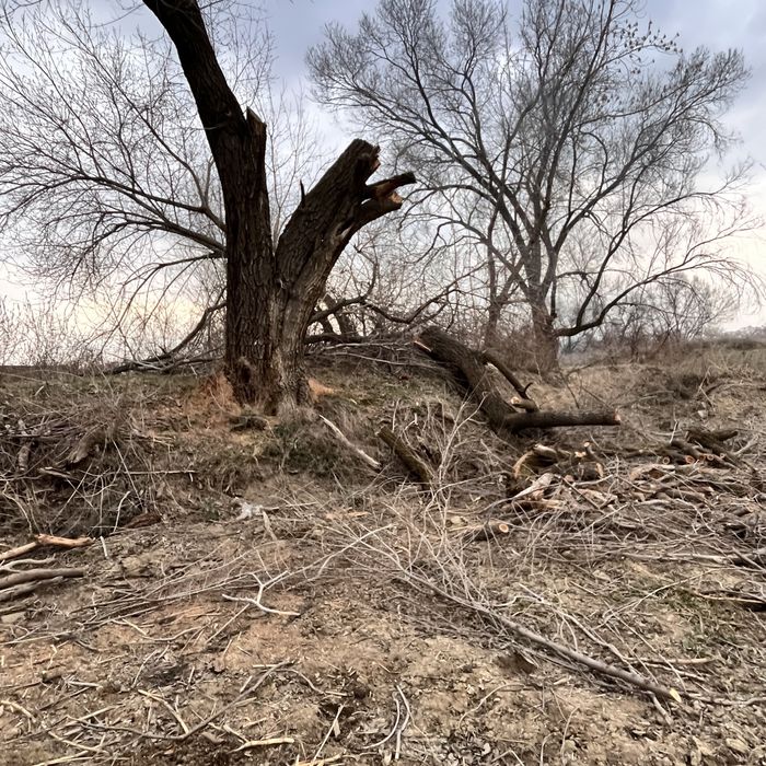 Драва қара ағаш