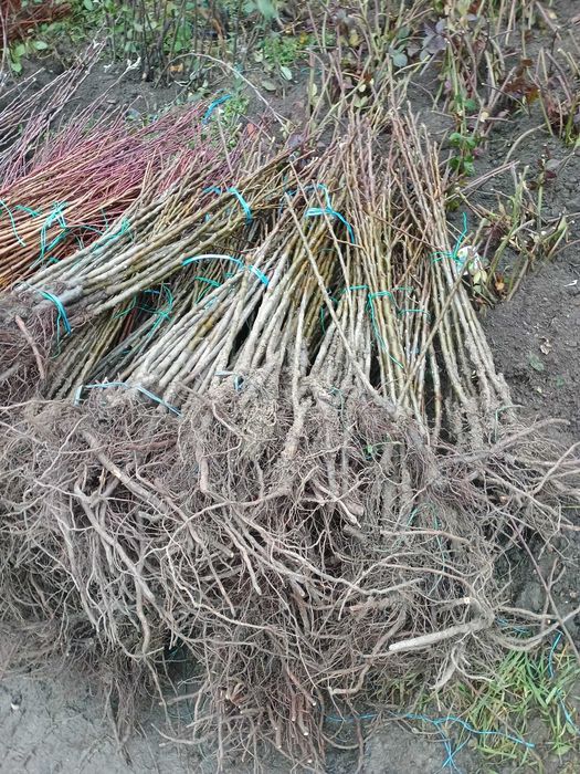 Infiintam livezi Nuci Chandler, Aluni, Meri, Peri, Aronia, Pruni.