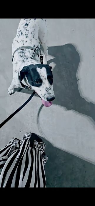 Dalmatin sotiladi Далматин продаётся