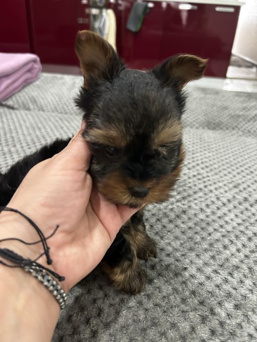 мини йоркширски териер