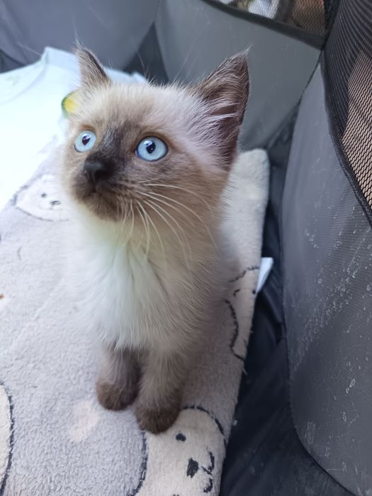 Котята 1,5 мес ищут любящих хозяев