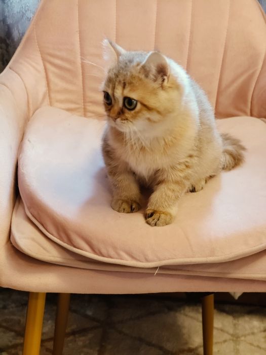 Британская Шиншилла Алматы