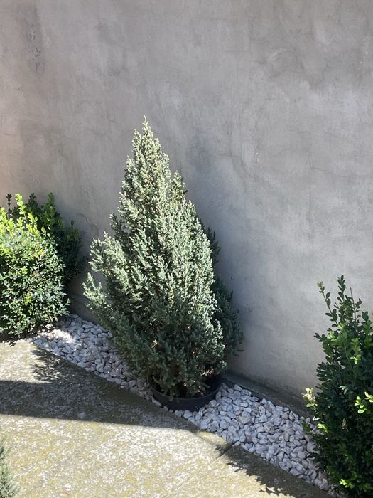 Gard viu ‘ienupăr chinezesc , Euonymus japonicus