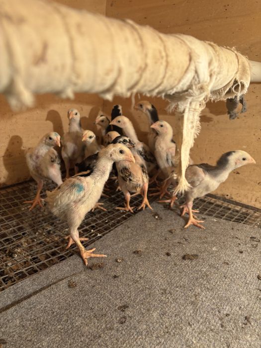 Продам цыплята шамо.