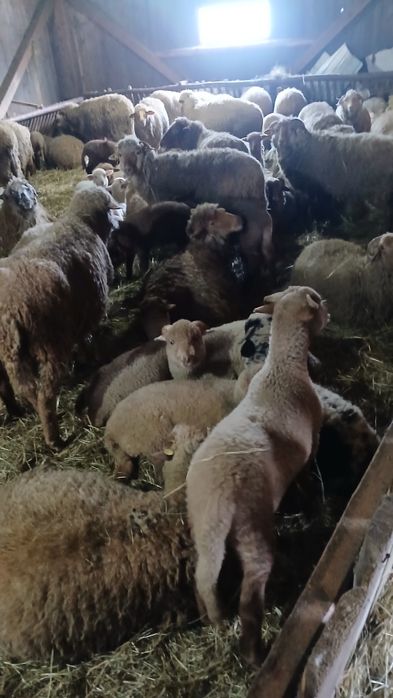 Vând oi tinere cu miei