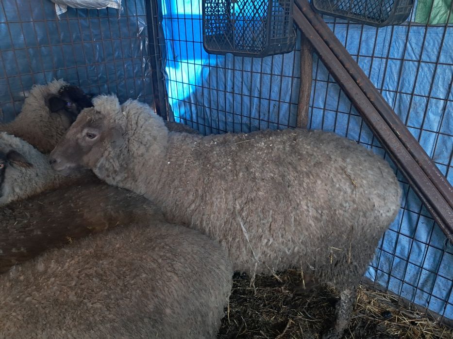 Oaie tânără de pastramă