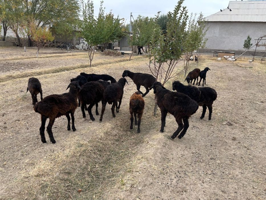 Еркек малдар сатылады