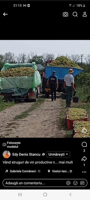 Vând struguri de vin toate soiurile cu transport la domiciliu clientul