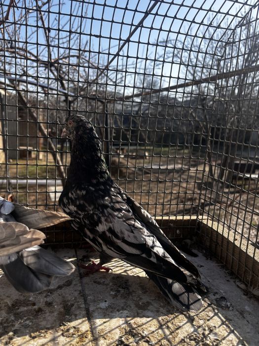 Голуби бакинц самка самец пара