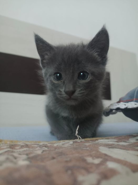 Отдам котят в хорошие руки