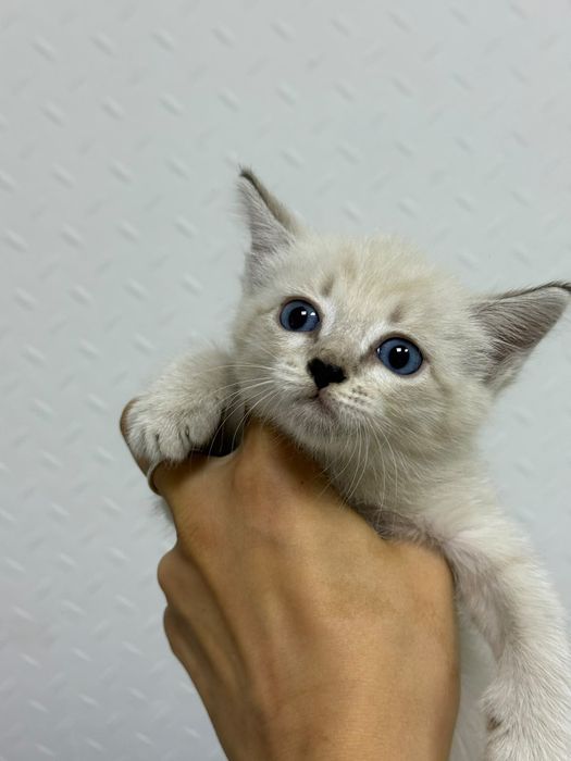 Котёнок ищет дом!