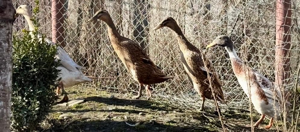 Rate Indiene mancatoare de melci