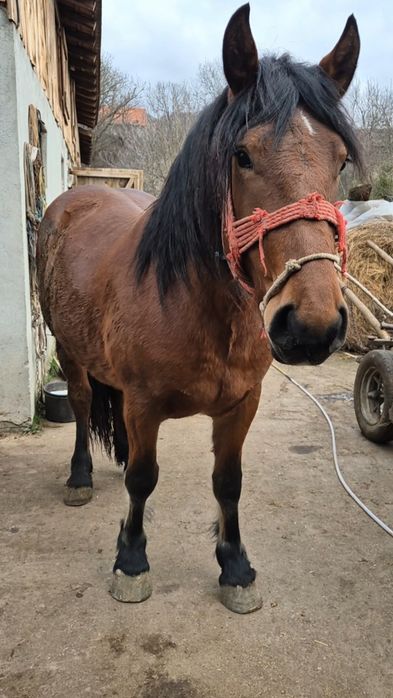 Manza semigreu romanesc