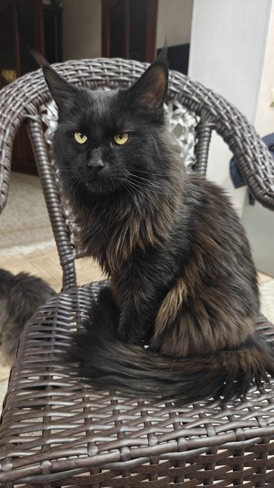 Кошка Мейнкун 2 года