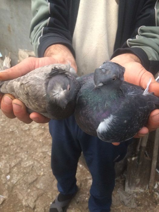 голуби двухчубые