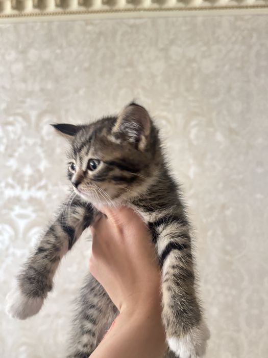 Котята мальчики и девочки