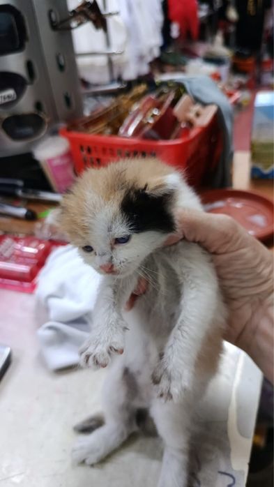 отдам котенка в добрые руки!
