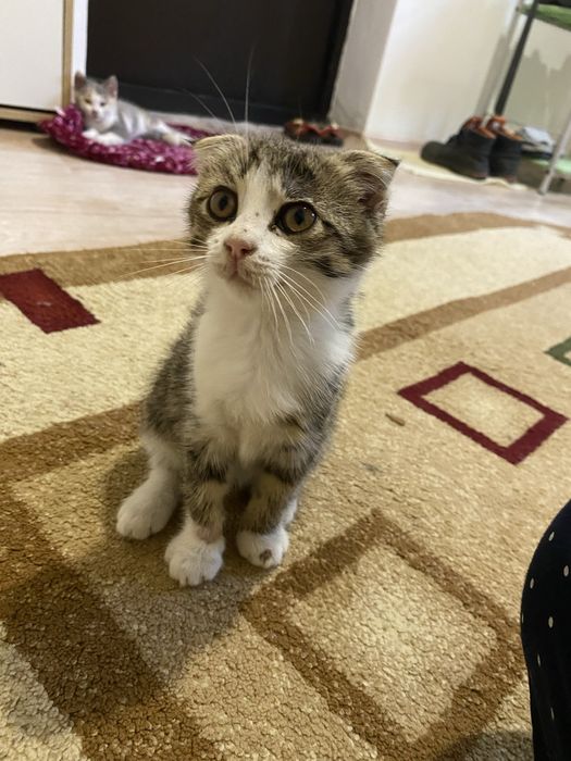 Котята отдам в добрые рук