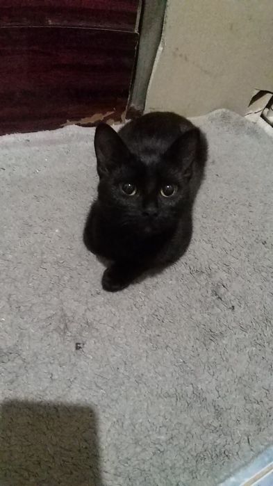 Отдам в хорошие руки