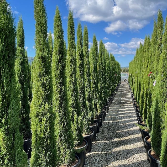 Vand chiparos de italia, totem, chiparos sempervirens, mediteranean