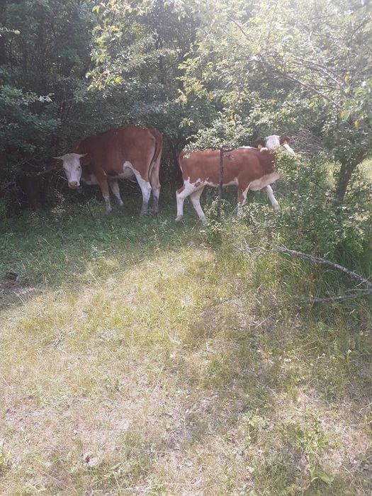 De vanzare vaci si un taur