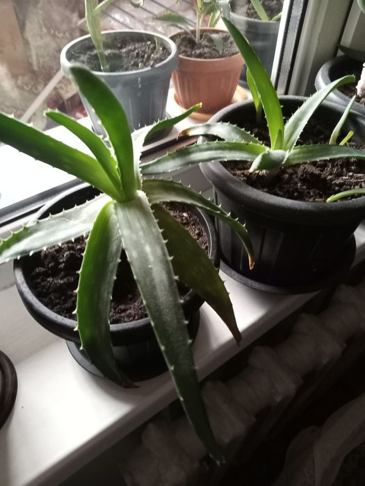 Продам комнатные цветы