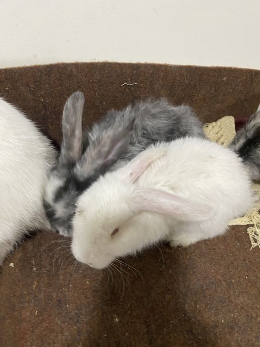 Quyon sotiladi er xotin 2 ta bolasi bn .