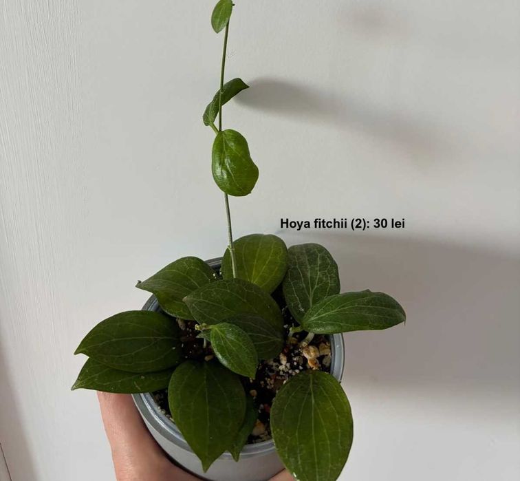Vand Hoya la ghiveci, pret 30 lei ghiveci cu tot cu masca