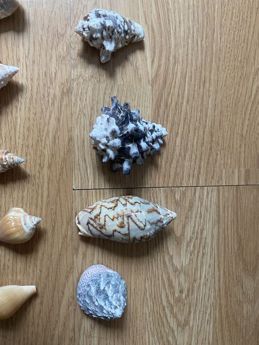 черупки от морски рапани и мидени черупки.