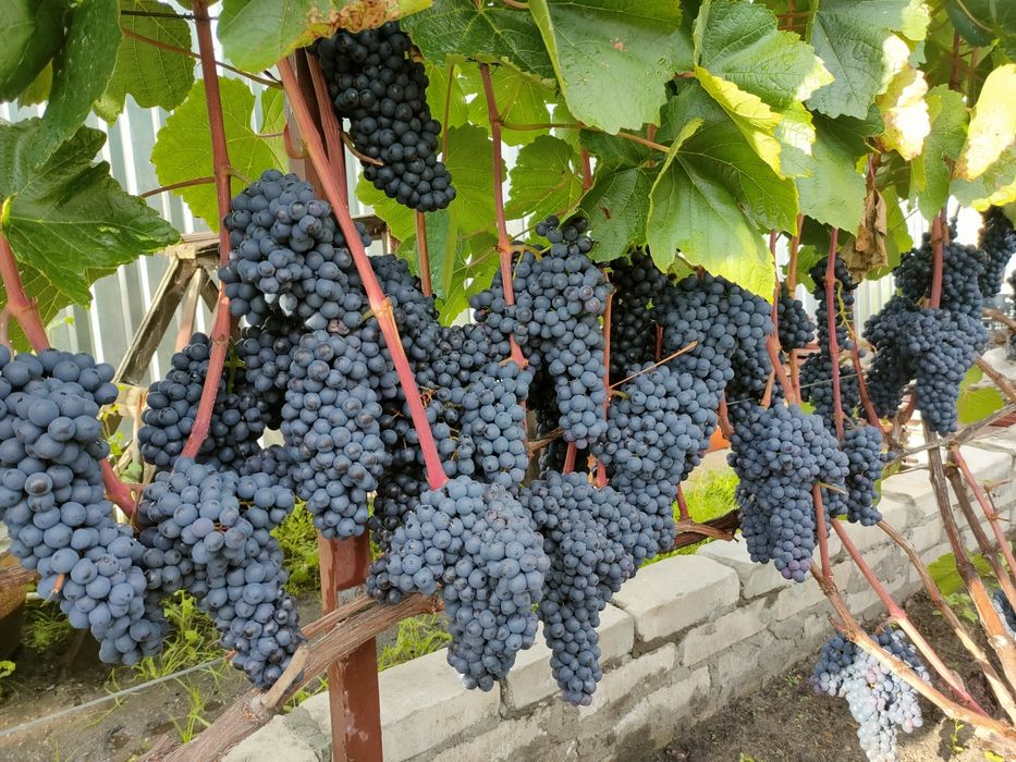 Саженцы винограда