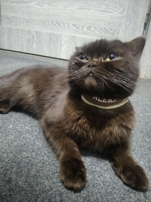 Mushuk sotiladi kamyob zot nomi exotic shorthair