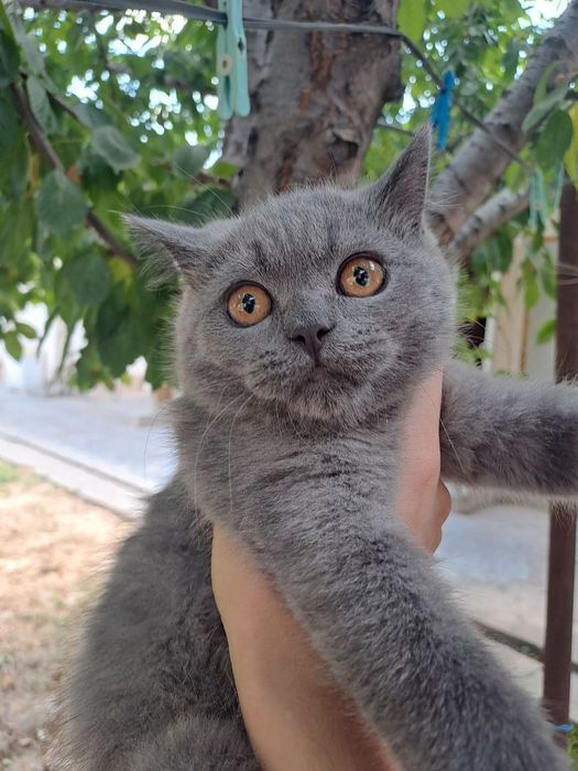 Sochli qizlarning uy qurilishi fotosurati