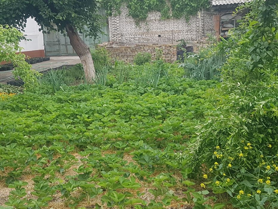 Саженцы ремонтантной клубники.Remontant qulupnay ko'chatlari.