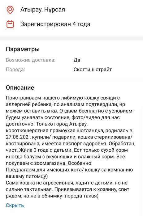 кошка Шотландка, бесплатно