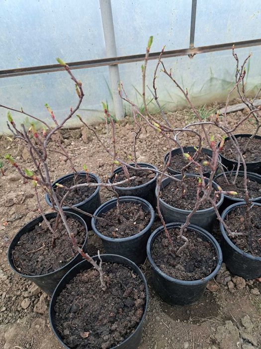 Trandafir de dulceata la ghiveci