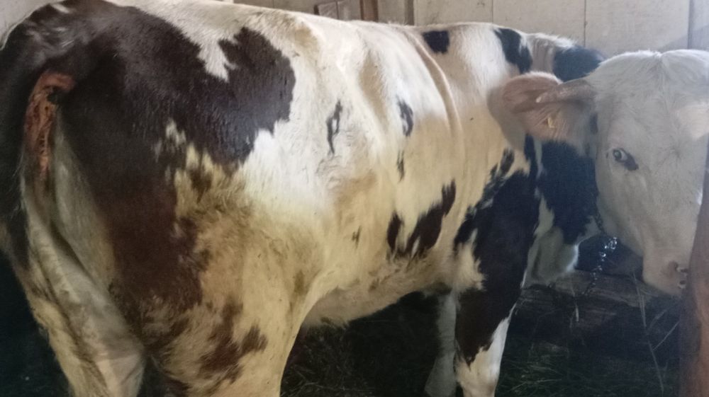 Vând juncă de 1 an jumătate
