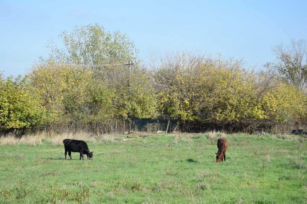 Cabana / Pensiune LIBER REVELION toata locatia! max: 26 pers