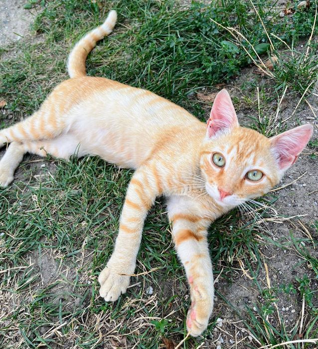 Metisi British Shorthair pui, gratuit