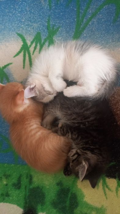 Котята даром в добрые руки