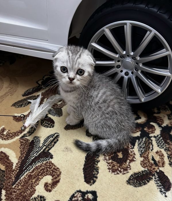 Продам шотландских котят