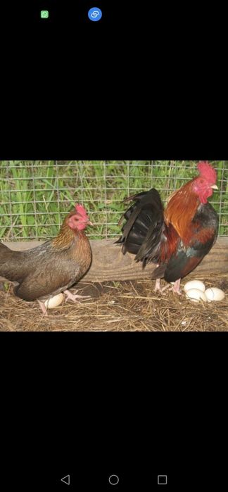 Курица  Продаётся  карликовых кур Бентам 6 балапанымен