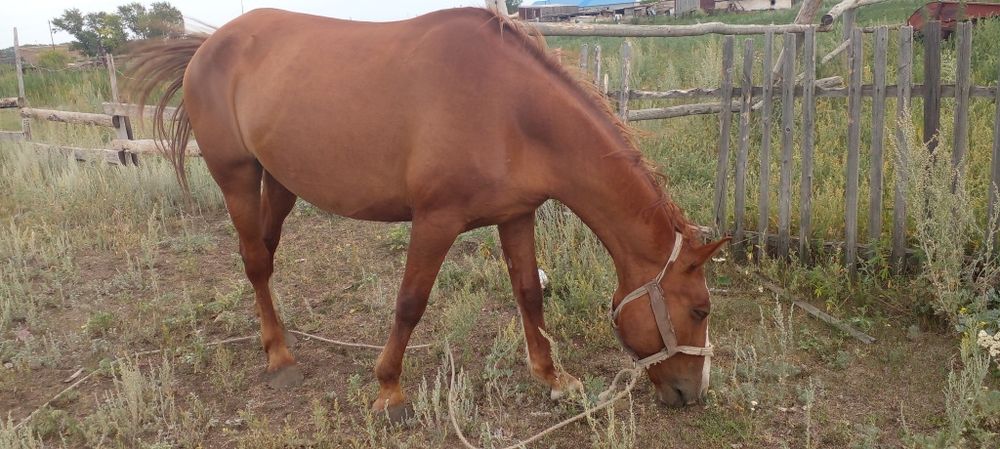 Продам кобылу хорошая крупная