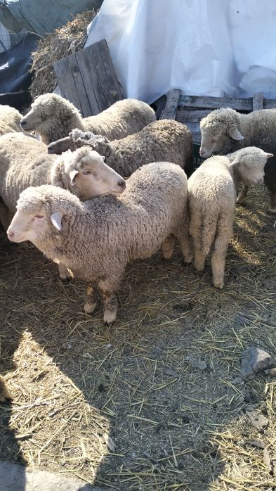 Vînd oi miei și bere ecuti.