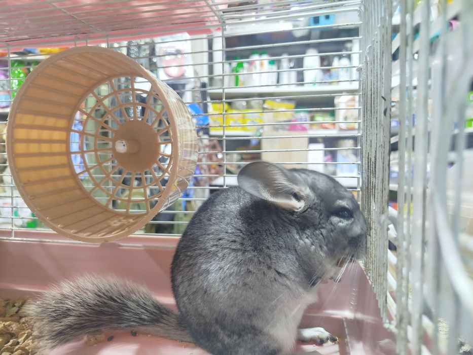 В продаже шиншиллы
