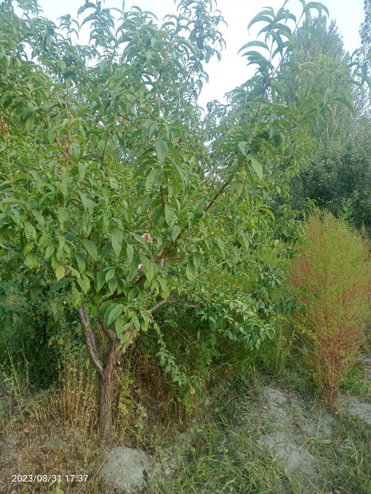 Уй жой куруш учун ер сотилади: 10 000 у.е. - Продажа Навбахор на Olx