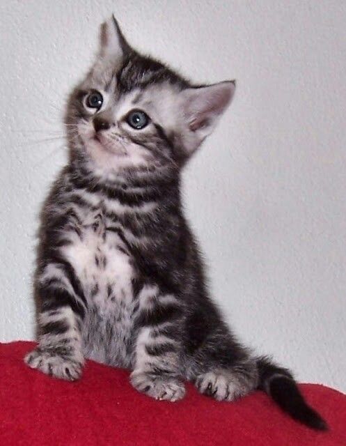 American shorthair