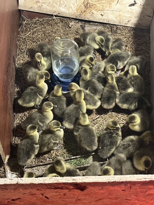 Қаздың балапаны(гусята)