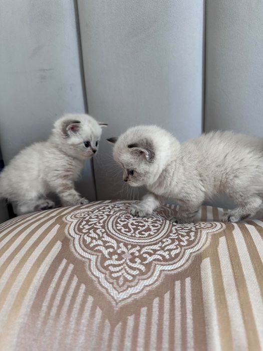 Продам шотландских котят