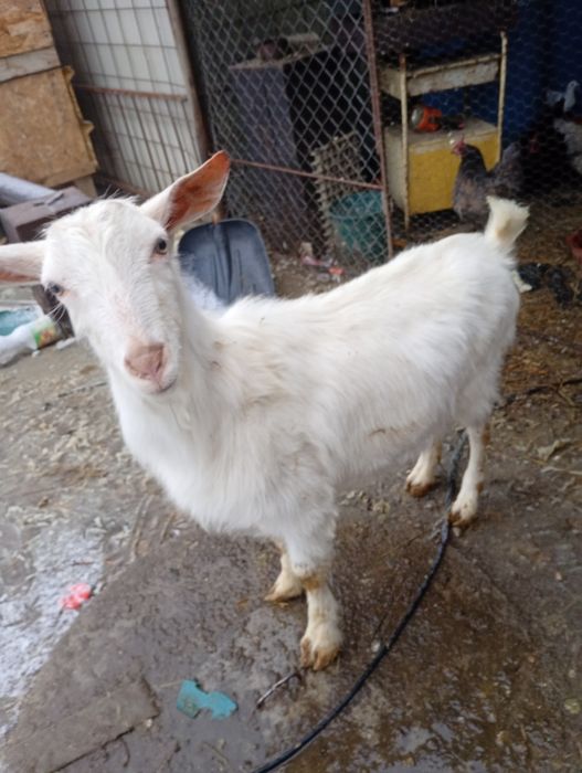 Vând  sau schimb o capra și un țap sannen